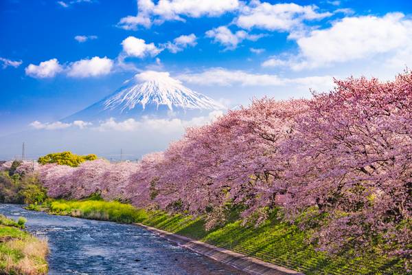 Kirschblüte in Japan (Sakura): Reisezeit 2026, die schönsten Orte & Tipps