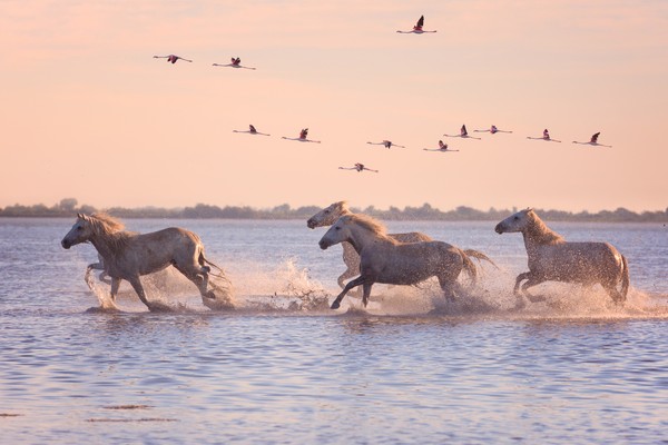 Camargue Road Trip: The Perfect Itinerary with 10 Unforgettable Stops