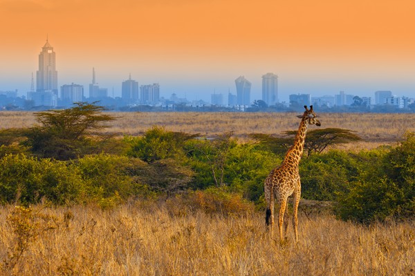 Safari in Kenya: Zurich–Nairobi return for CHF 509