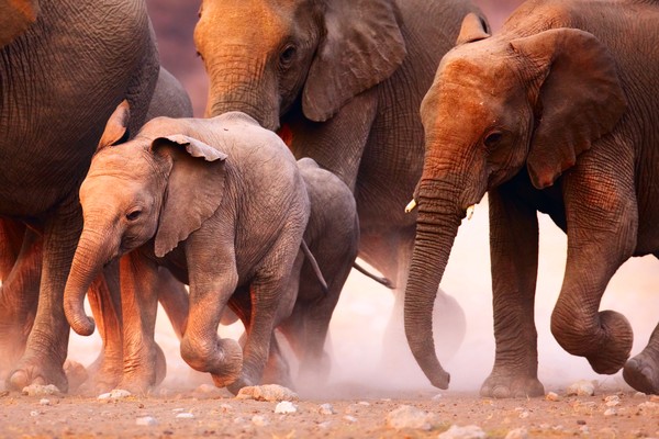 Namibia - Damaraland ed Etosha: tra arte rupestre e safari